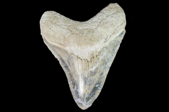 Serrated, Fossil Megalodon Tooth - Florida #110473